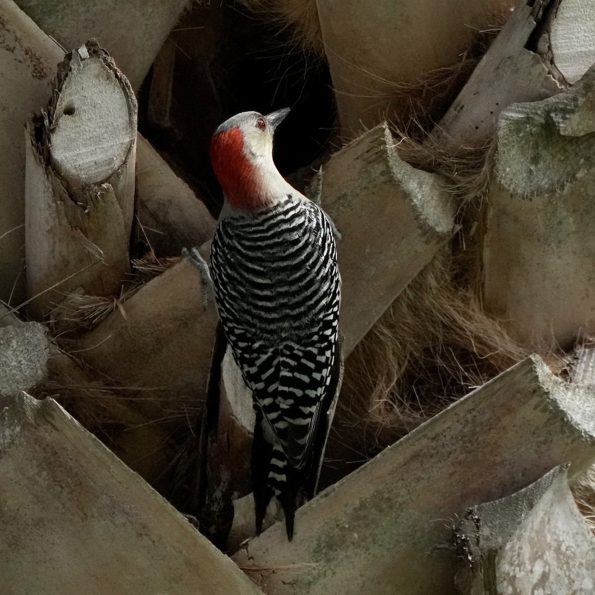 Red-bellied Woodpecker - ML530257521