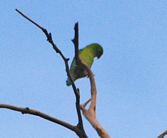 Vernal Hanging-Parrot - Neil Wingert