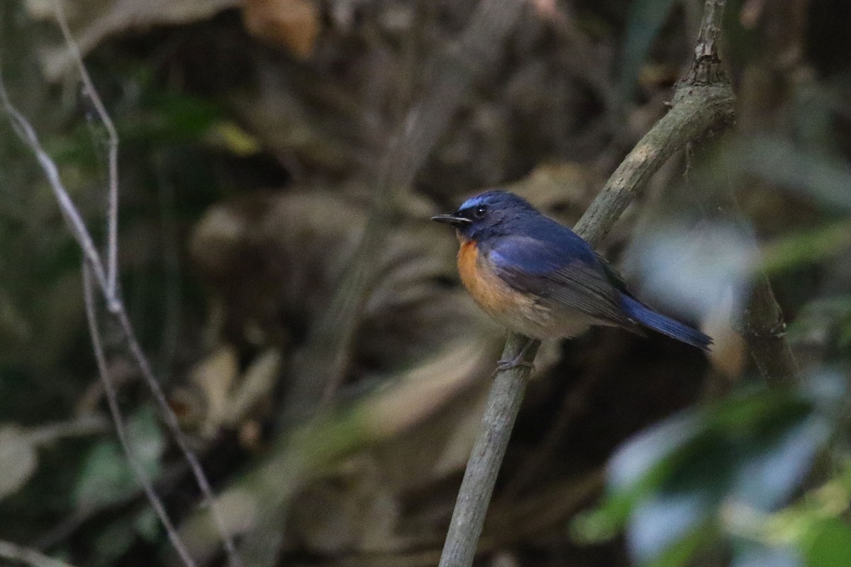 Chinese Blue Flycatcher - ML530258921