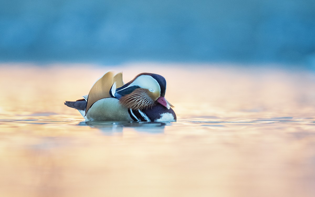 Mandarin Duck - ML530259501