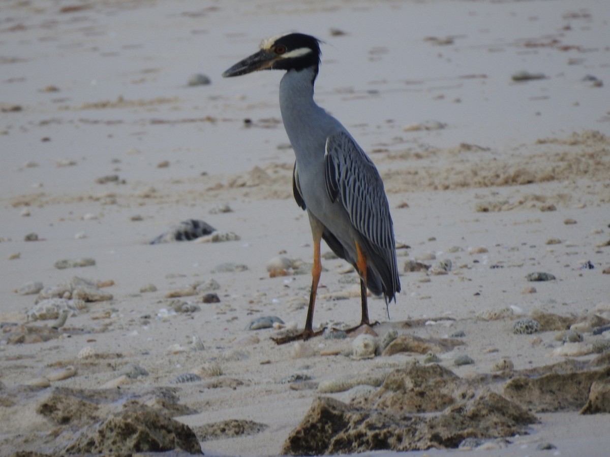 Yellow-crowned Night Heron - ML530259931