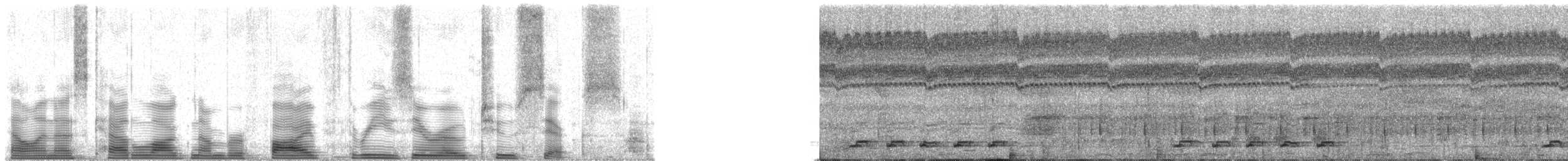 Малая жемчужная курочка [группа pulchra] - ML53026