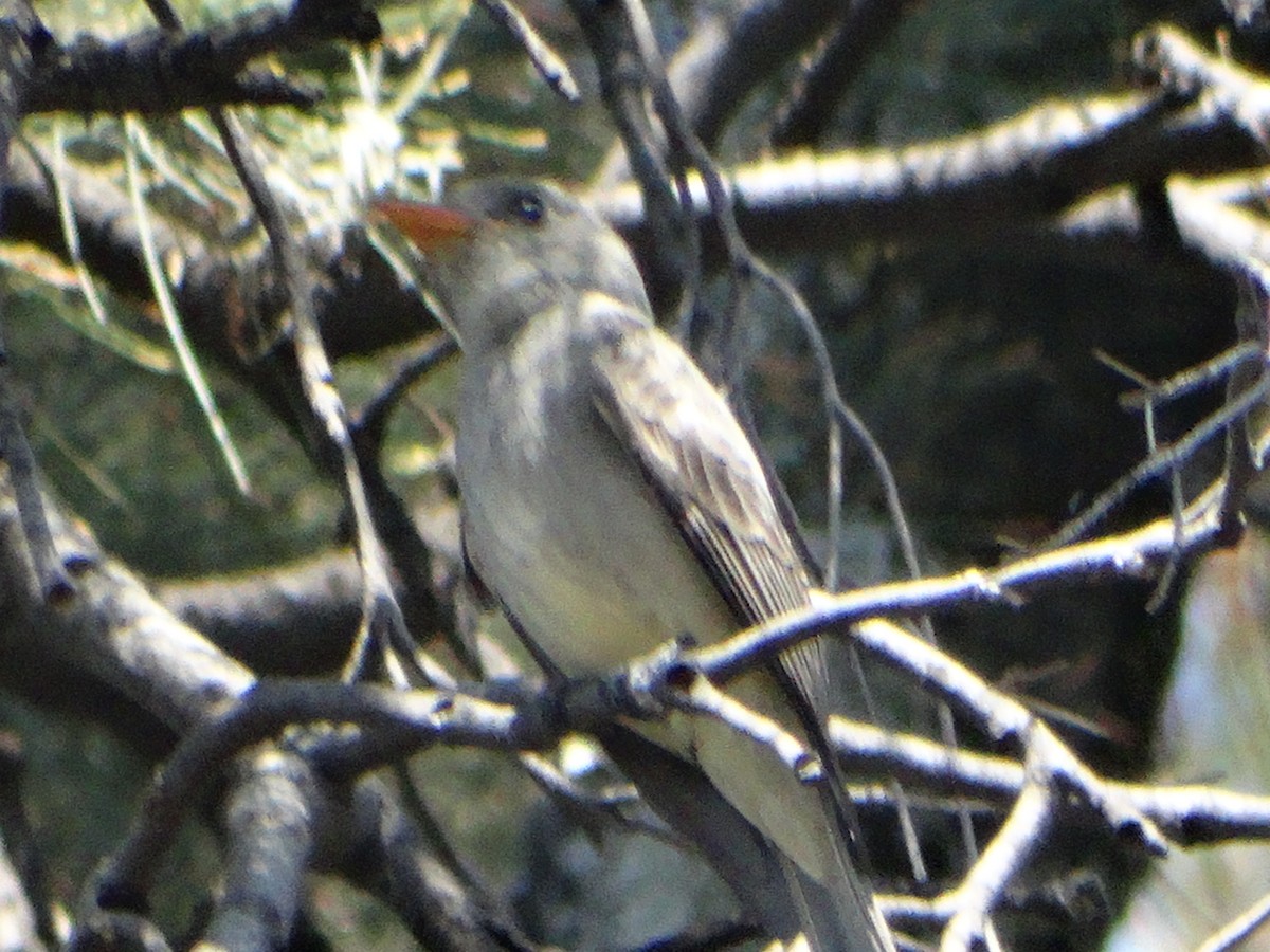 Greater Pewee - ML530260341