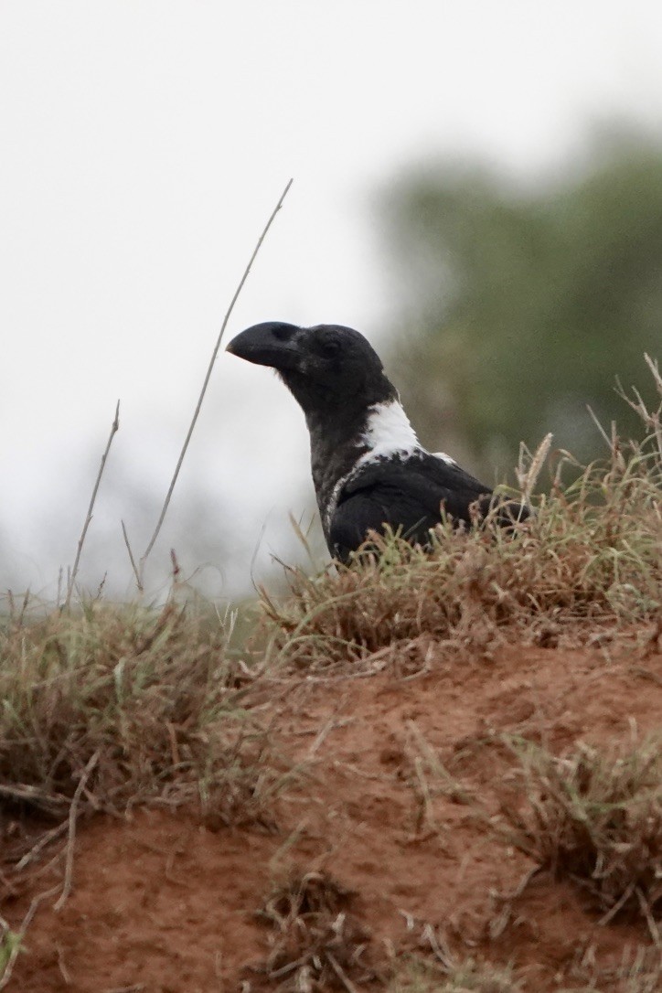 White-necked Raven - Michel Robert