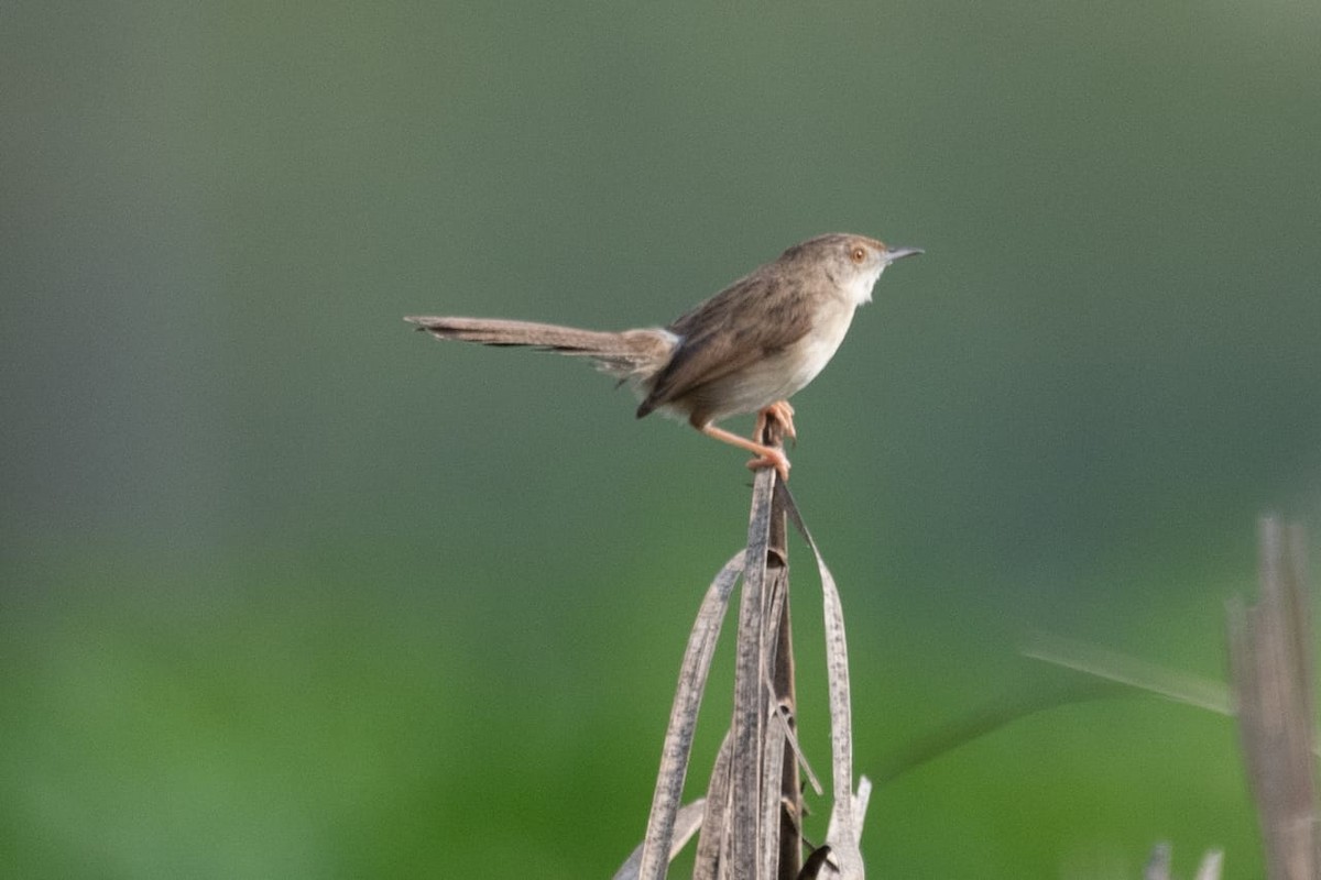 Delicate Prinia - ML530261631