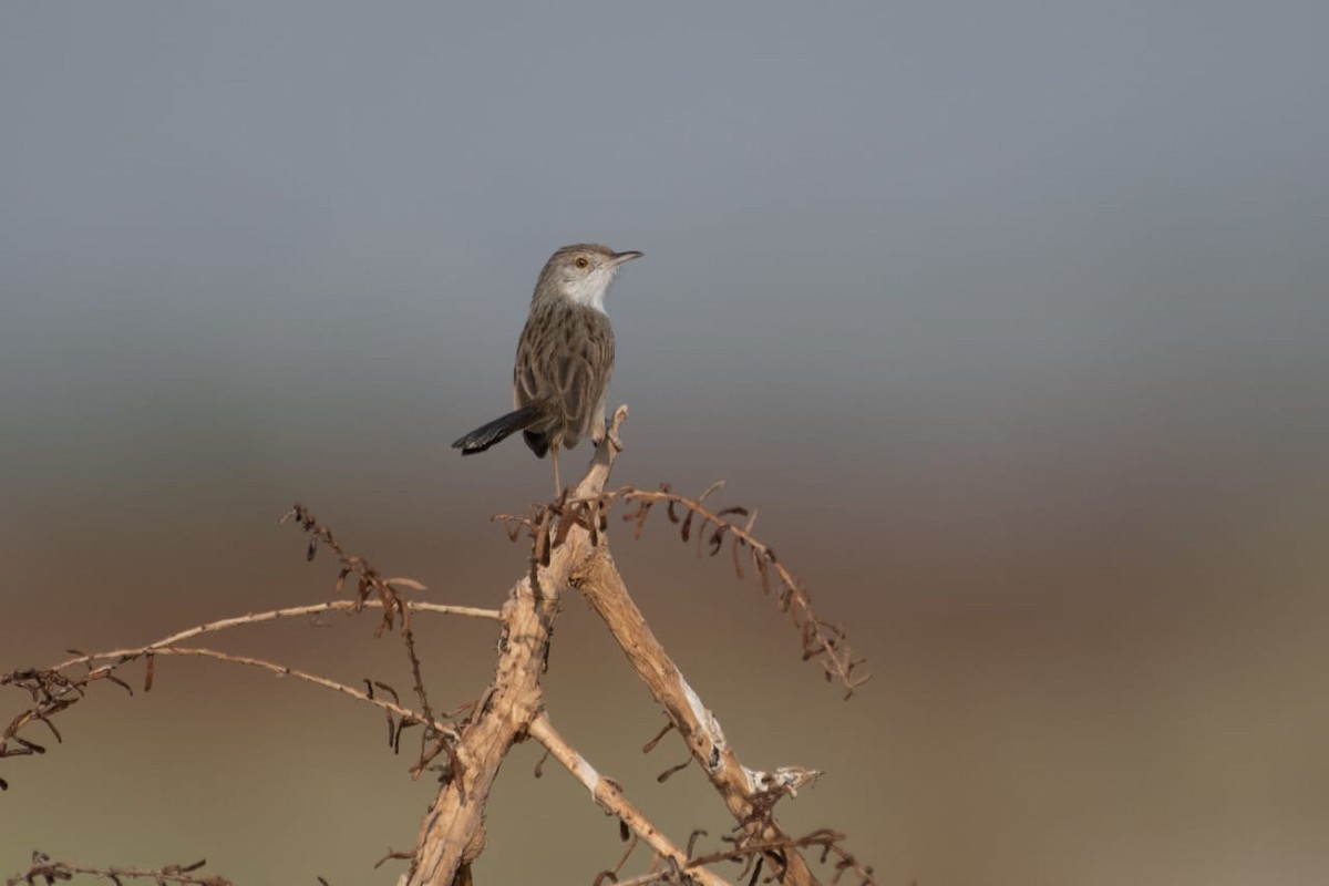 Delicate Prinia - ML530261661