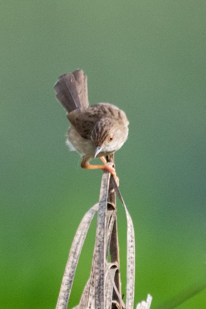 Delicate Prinia - ML530261691
