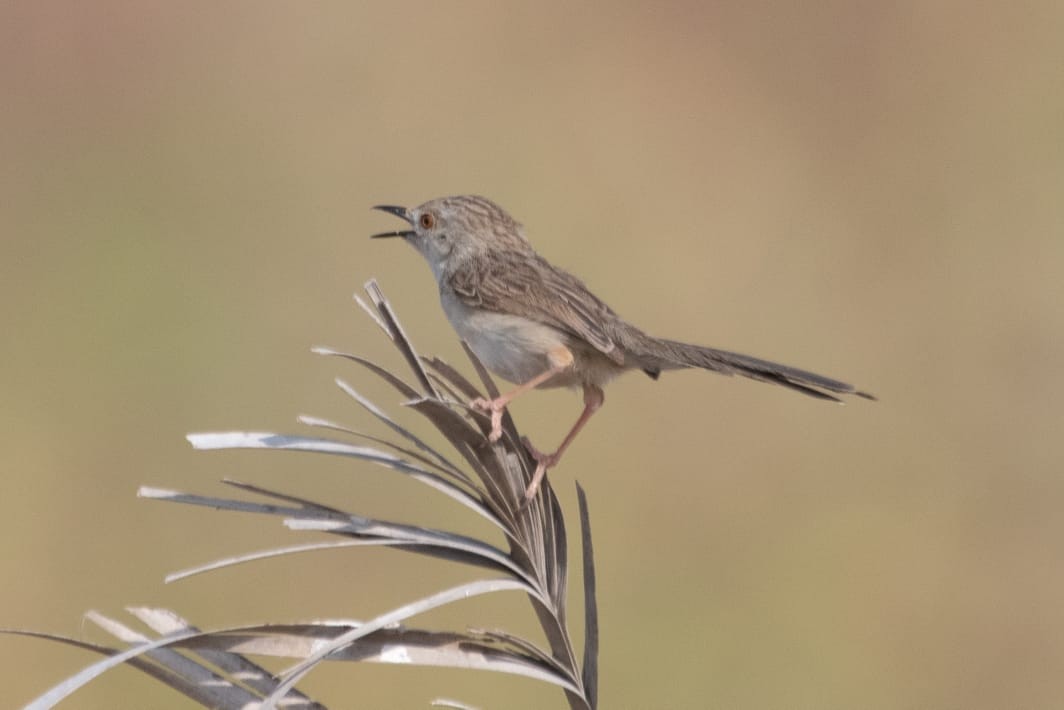 Delicate Prinia - ML530261701