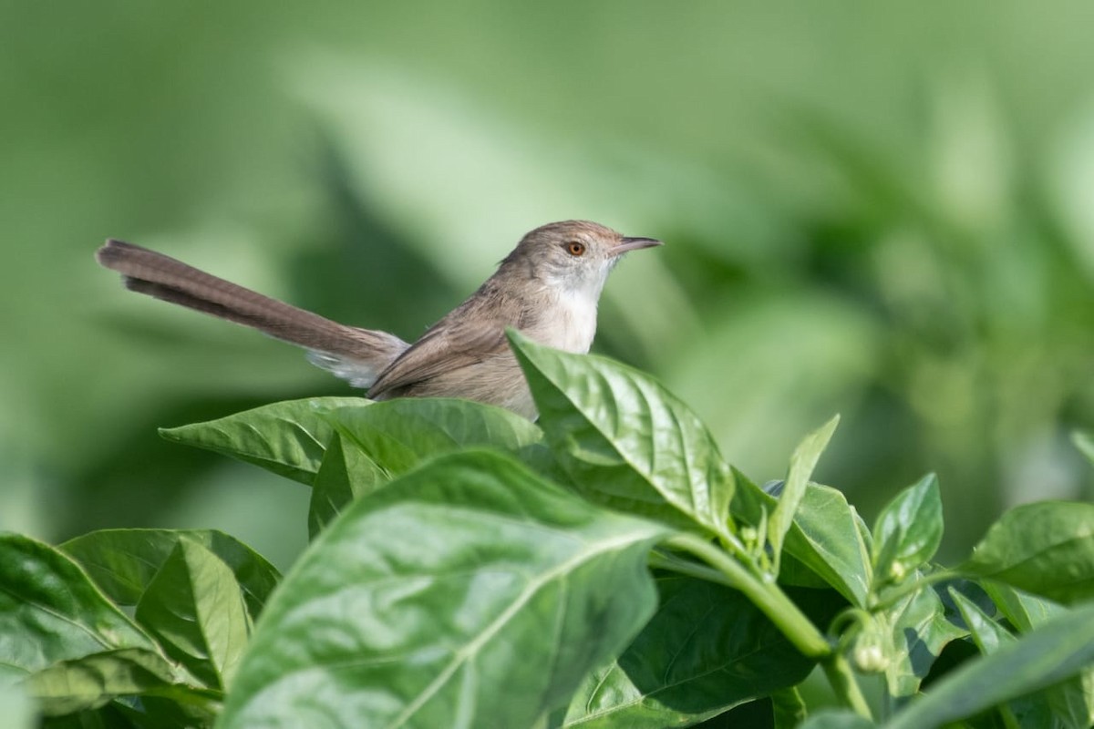 Delicate Prinia - ML530262611