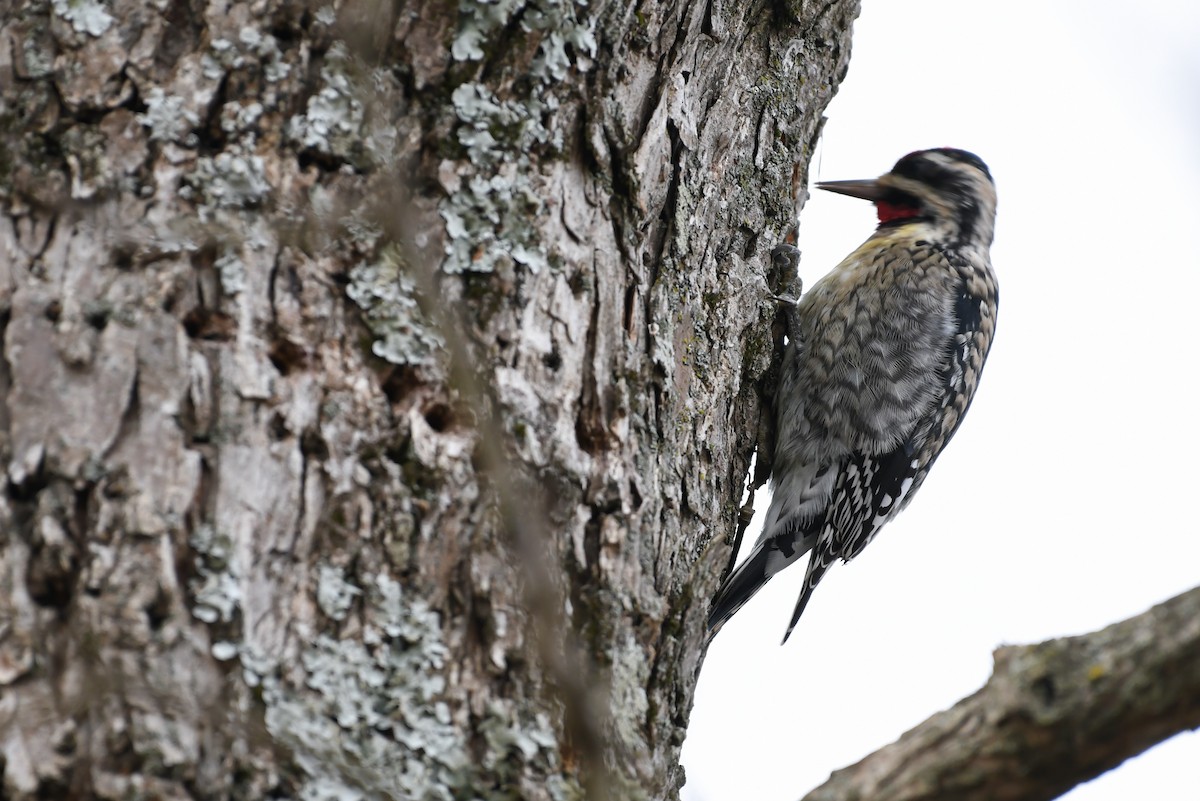 Yellow-bellied Sapsucker - Mason Currier