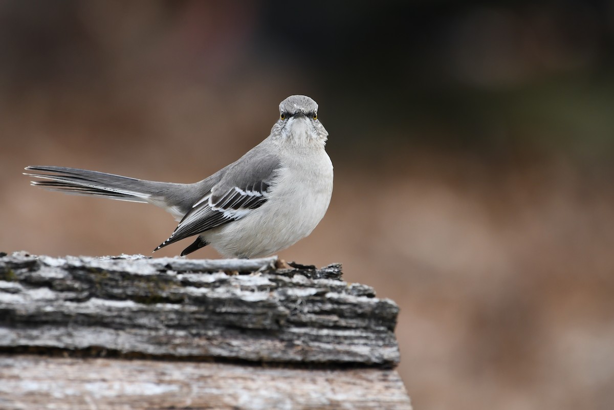 Northern Mockingbird - ML530263601