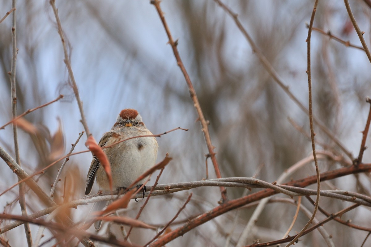 American Tree Sparrow - ML530263891