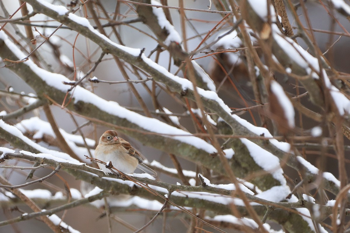 Field Sparrow - ML530263991