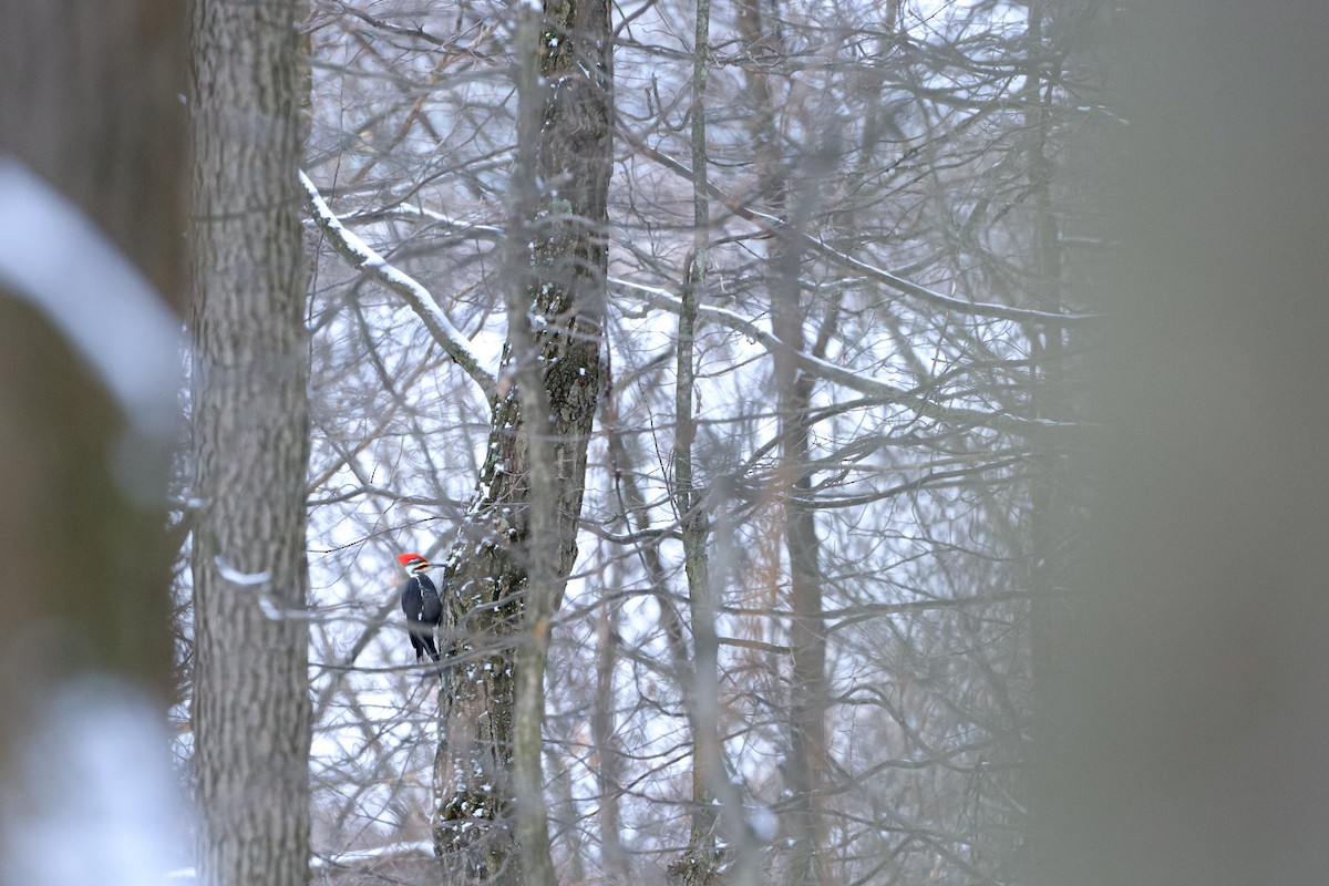 Pileated Woodpecker - ML530264091