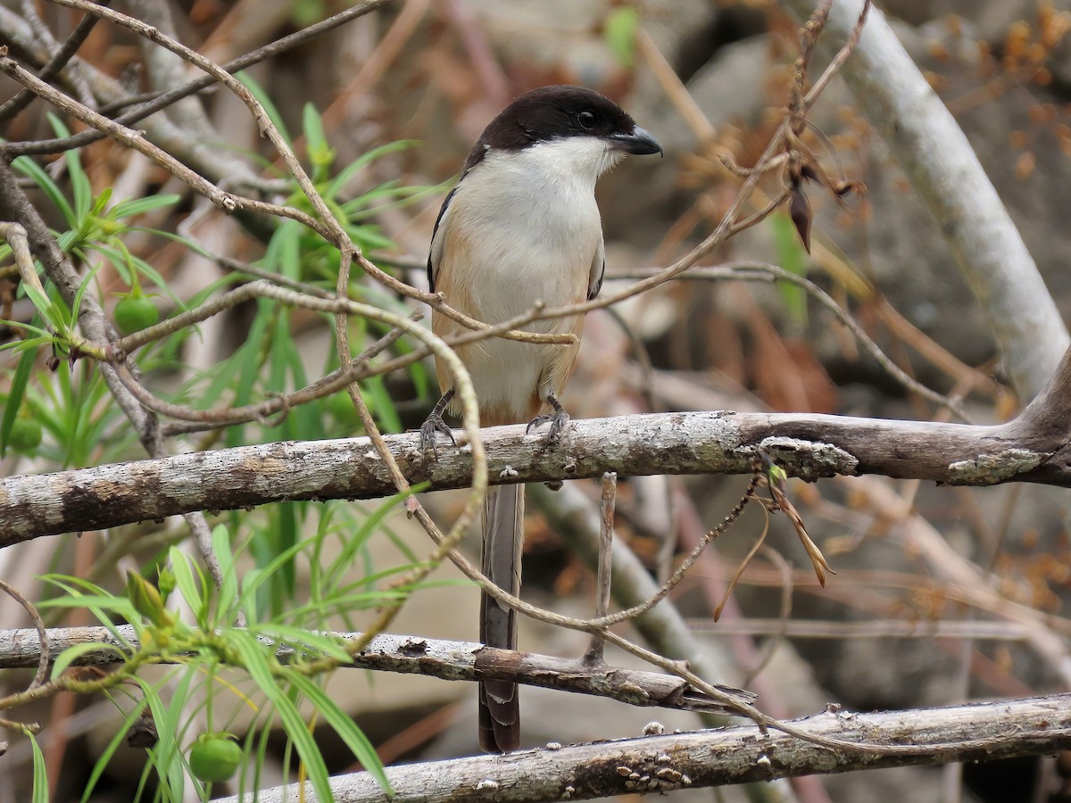 Long-tailed Shrike - ML530264521