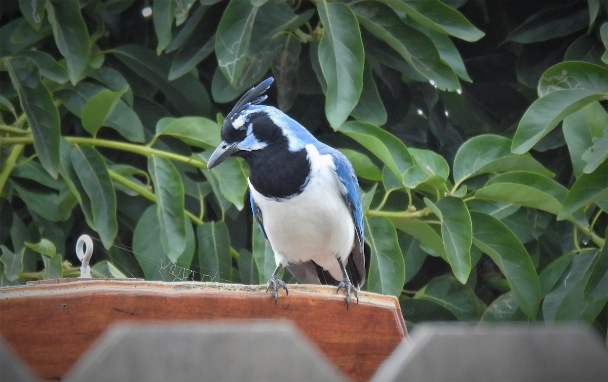 Black-throated Magpie-Jay - ML530264971