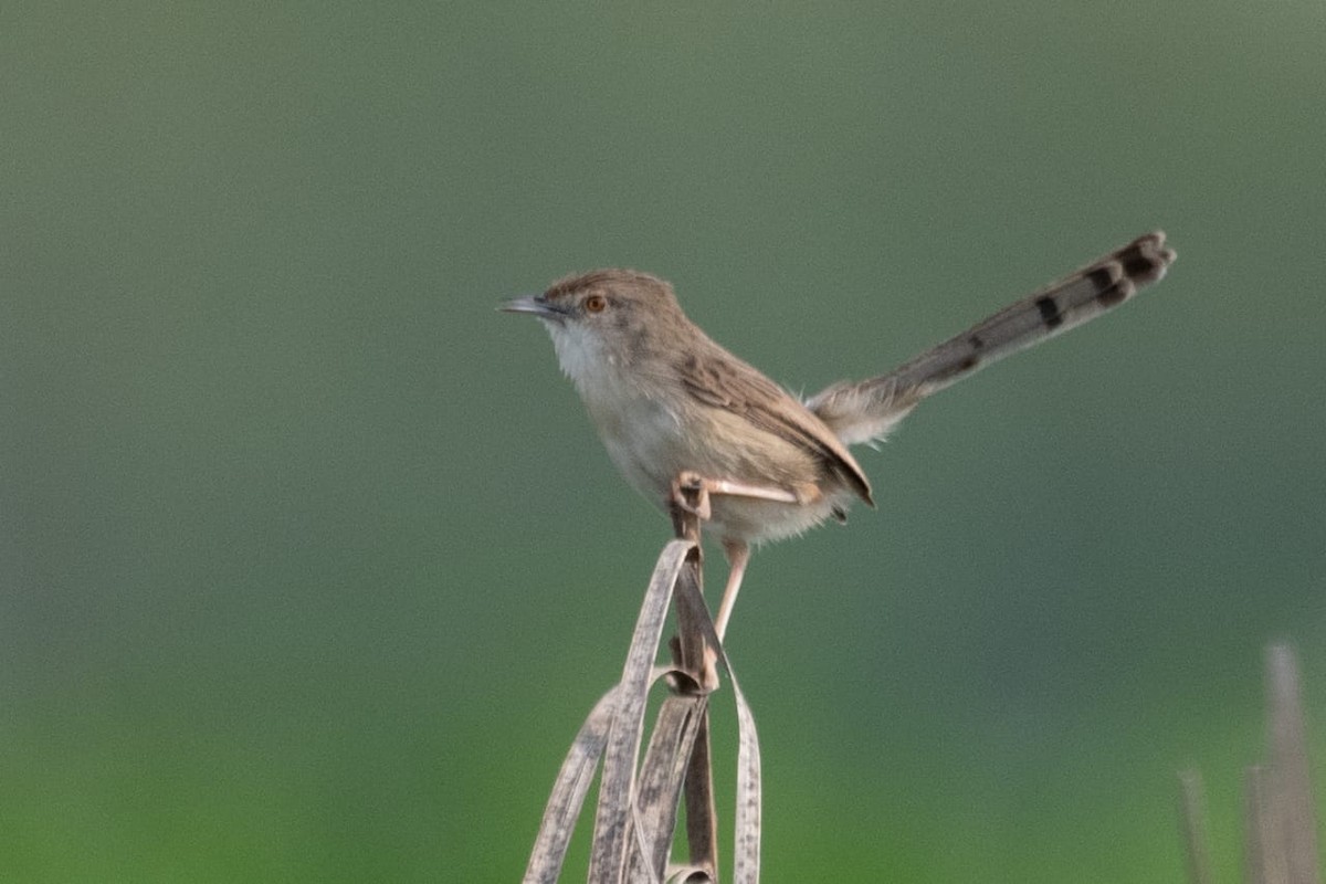 Delicate Prinia - ML530265541