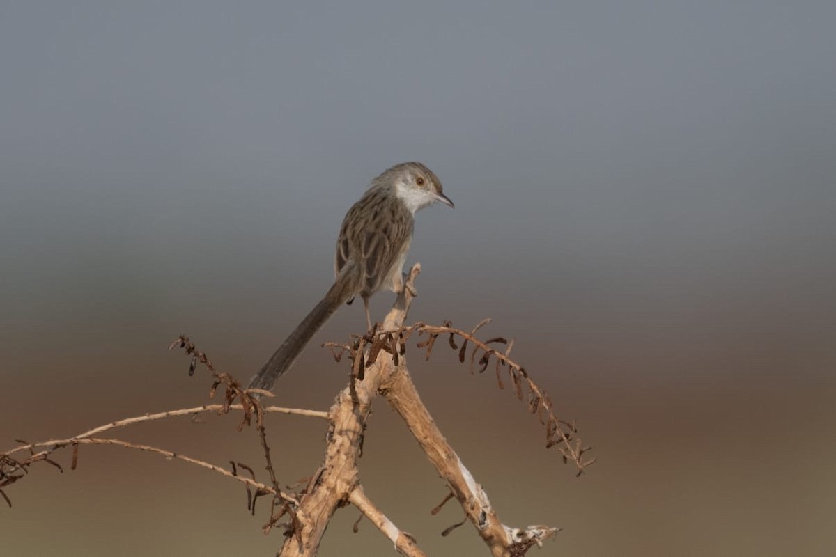 Delicate Prinia - ML530265551