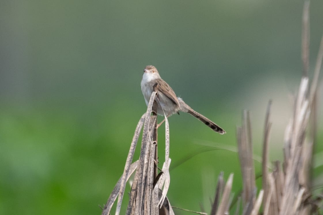 Delicate Prinia - ML530265561