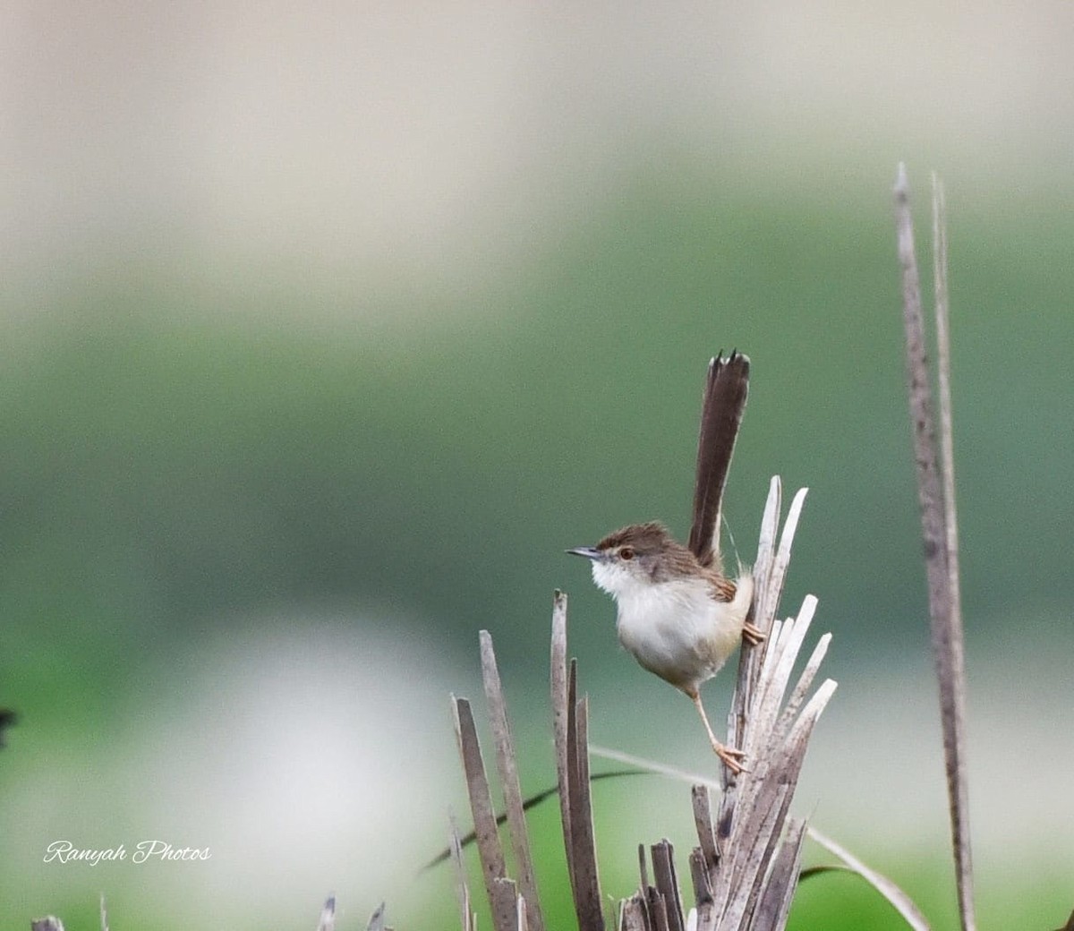 Delicate Prinia - ML530265571
