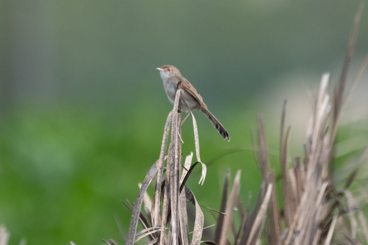 Delicate Prinia - ML530265581