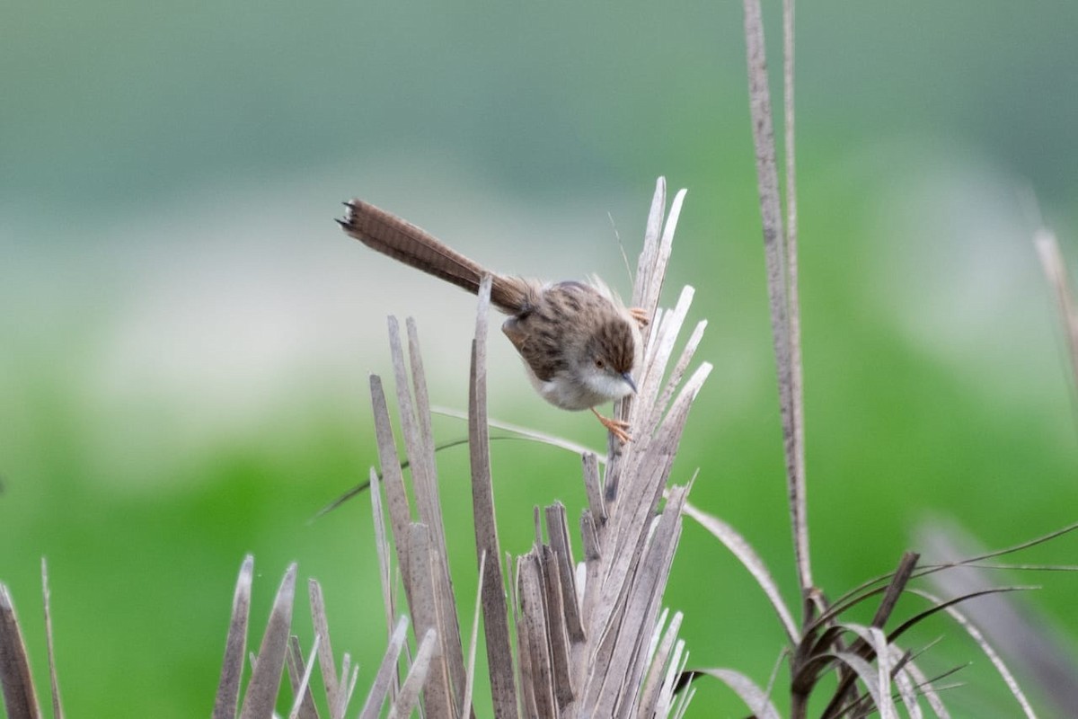 Delicate Prinia - ML530265591