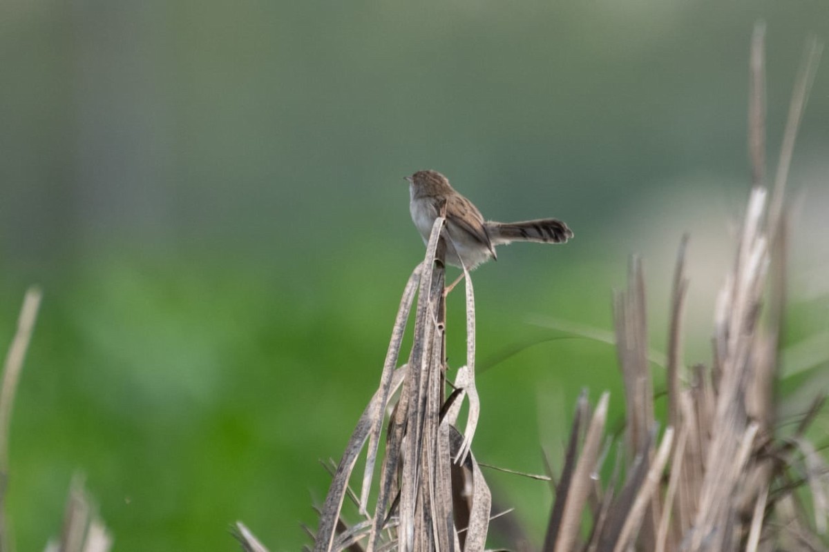 Delicate Prinia - ML530265601