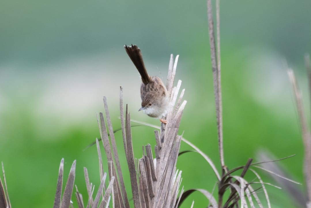 Delicate Prinia - ML530265611