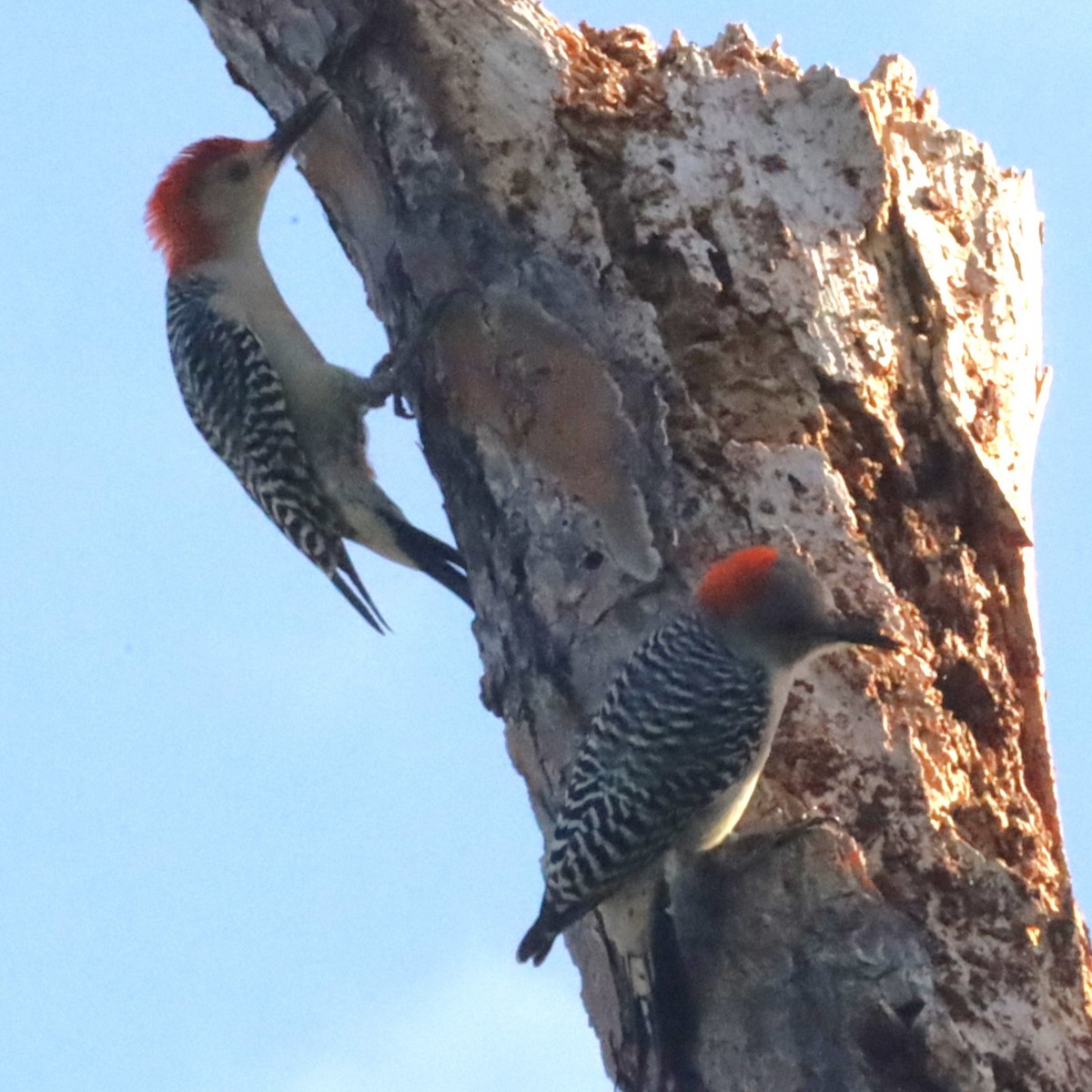 Red-bellied Woodpecker - ML530266131