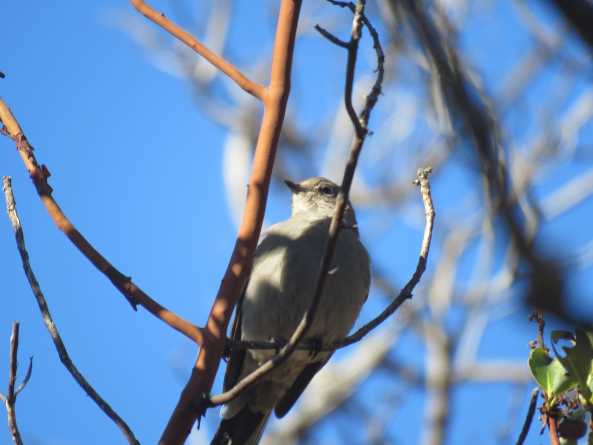 Townsend's Solitaire - ML530267631