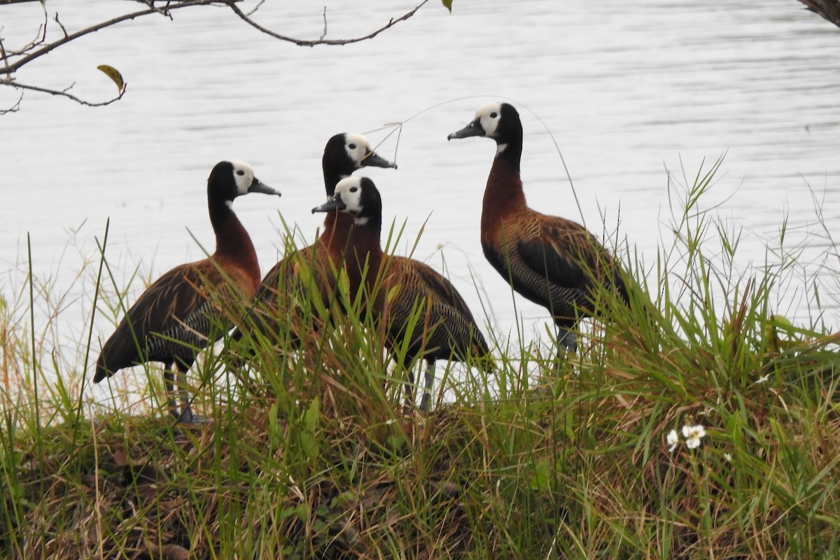 White-faced Whistling-Duck - ML530267711