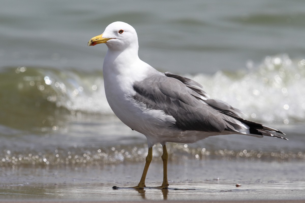 Lesser Black-backed Gull (Steppe) - ML53026791