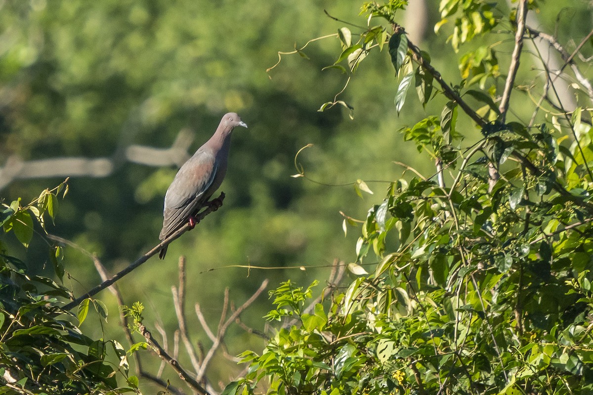 Plain Pigeon - ML530268761