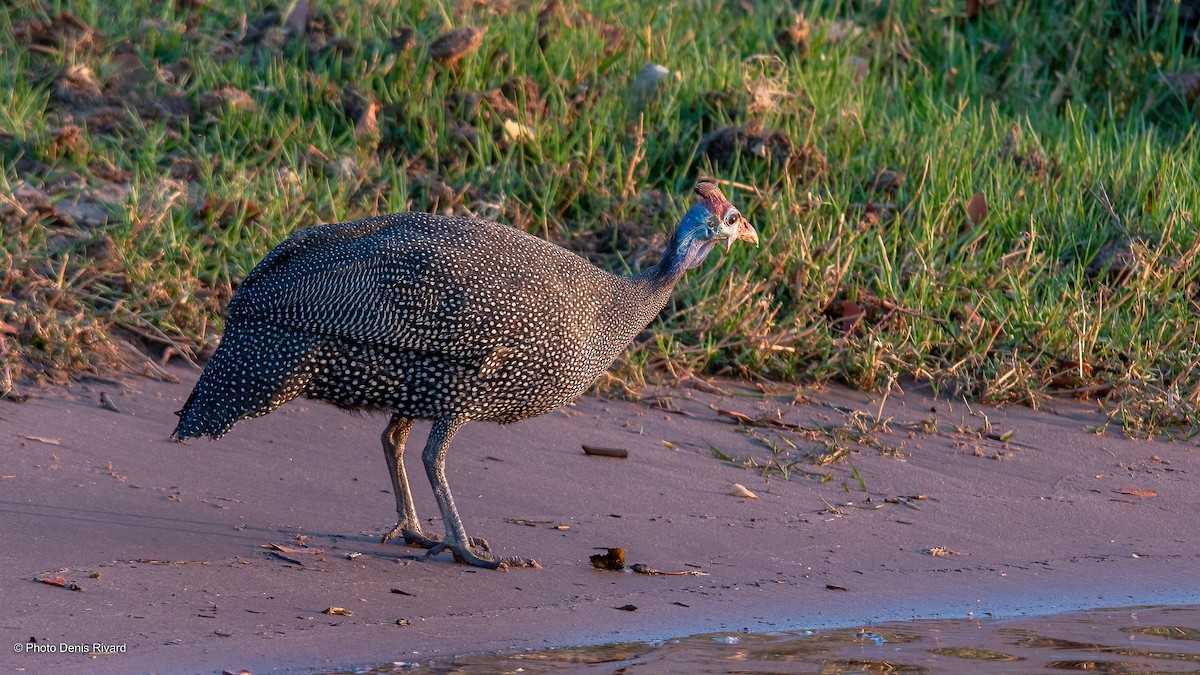 Helmeted Guineafowl - ML530271211