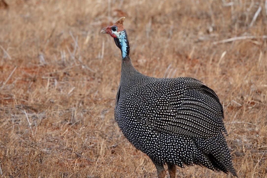 Helmeted Guineafowl - ML530271261