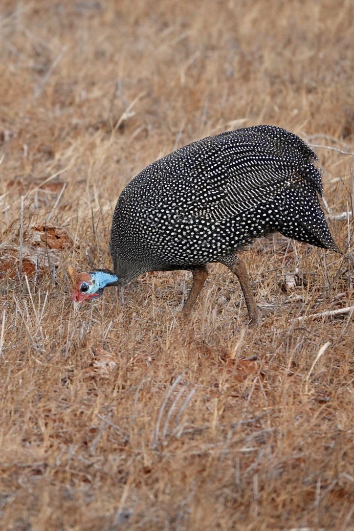 Helmeted Guineafowl - ML530271271