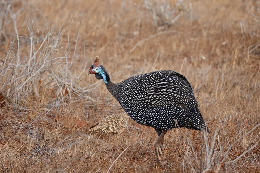 Helmeted Guineafowl - ML530271281