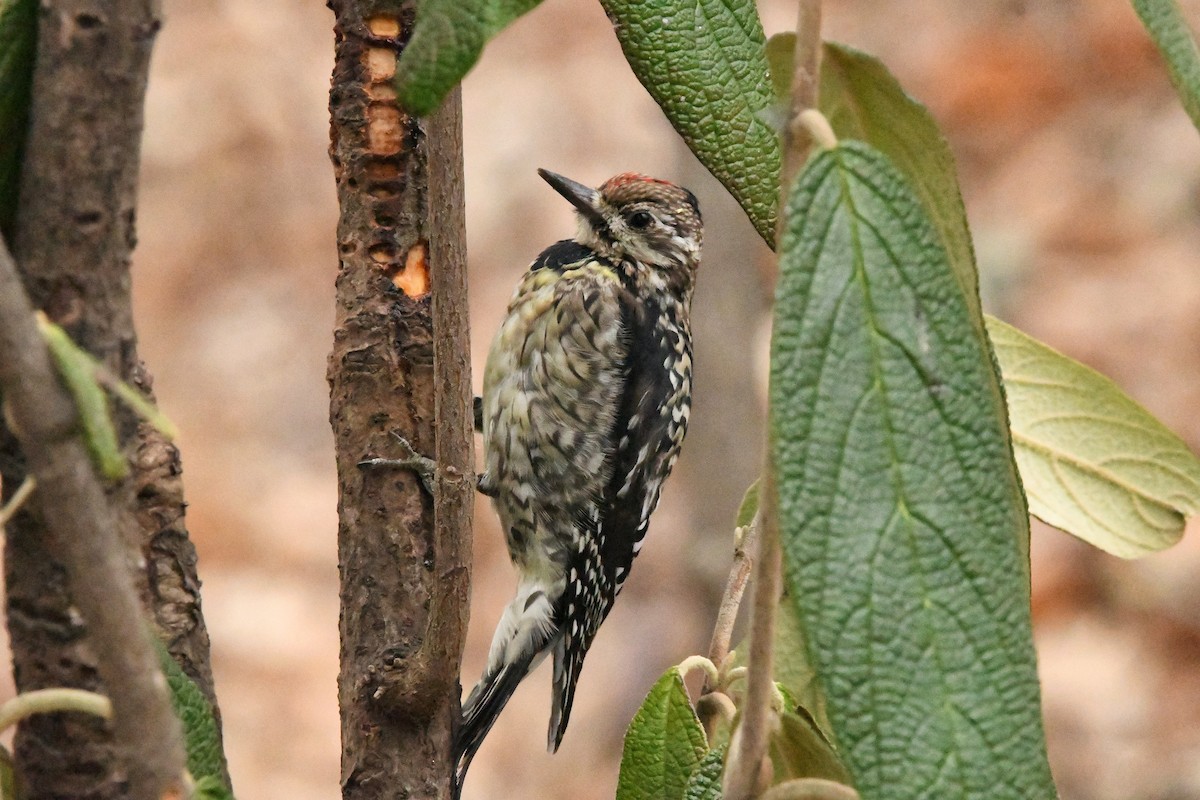 Yellow-bellied Sapsucker - Dan O'Brien