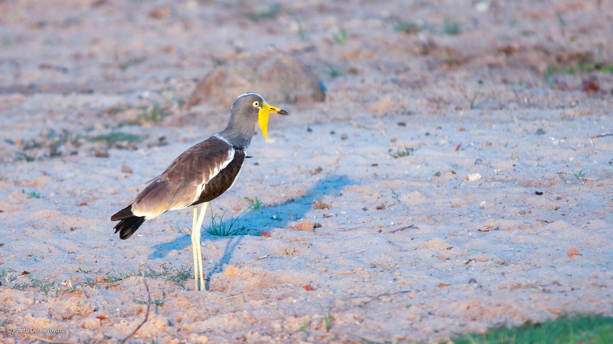 White-crowned Lapwing - ML530272901