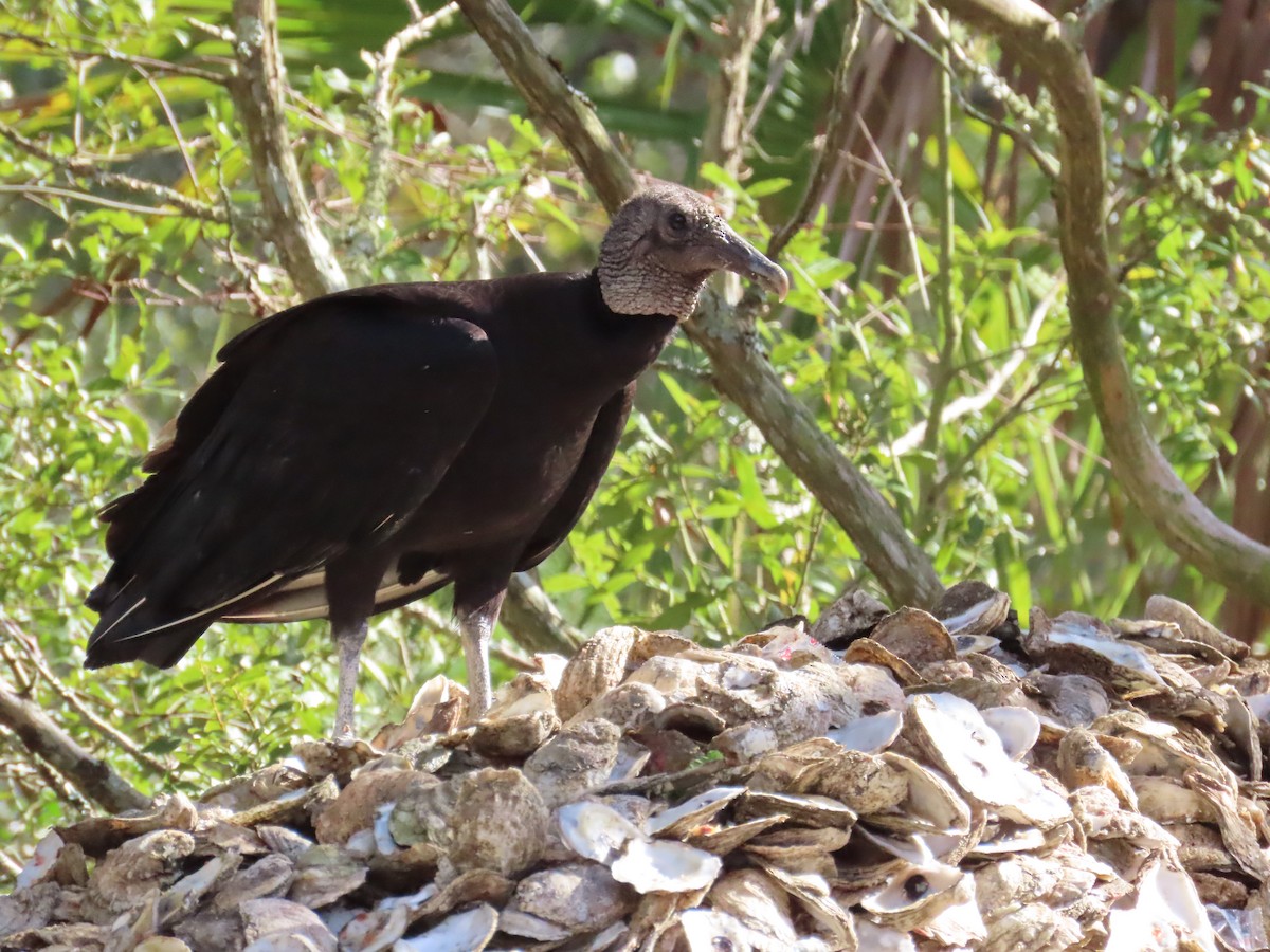 Black Vulture - ML530274051