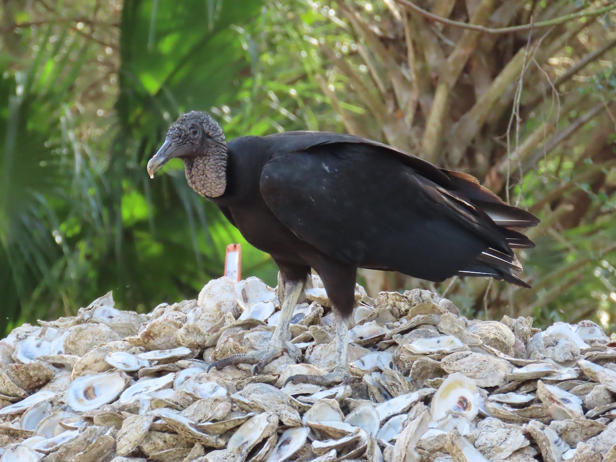 Black Vulture - ML530274061