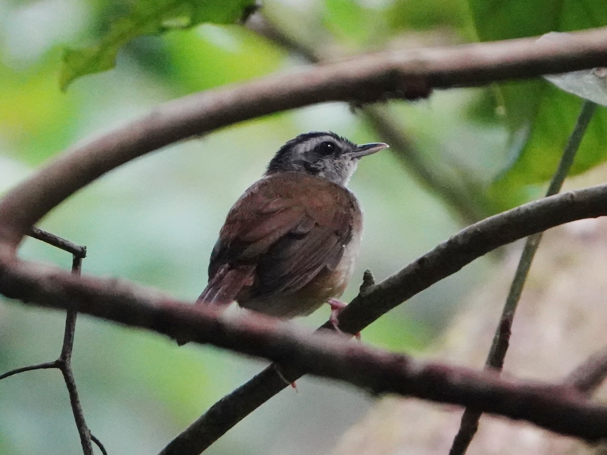 Blackcap Illadopsis - Barry Reed