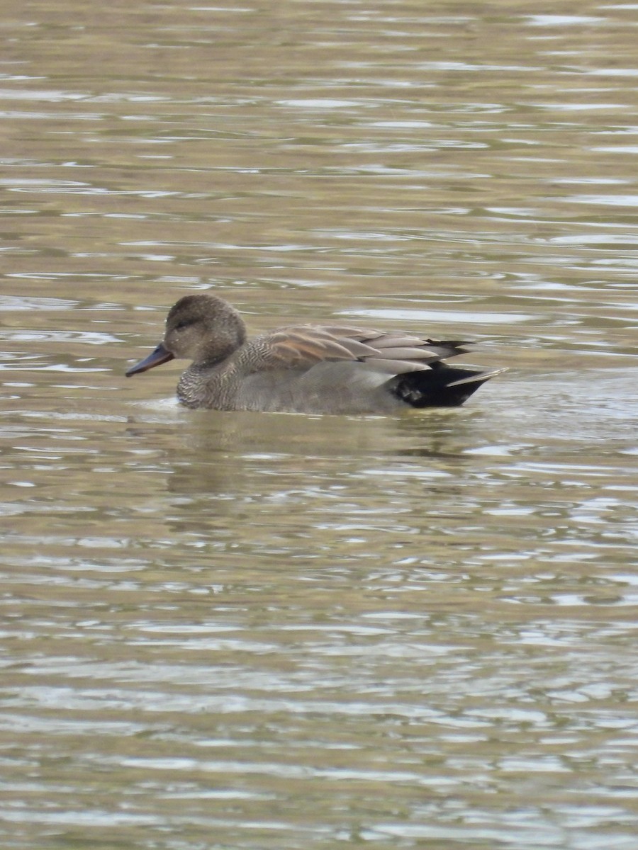 Gadwall - Tracy Mosebey