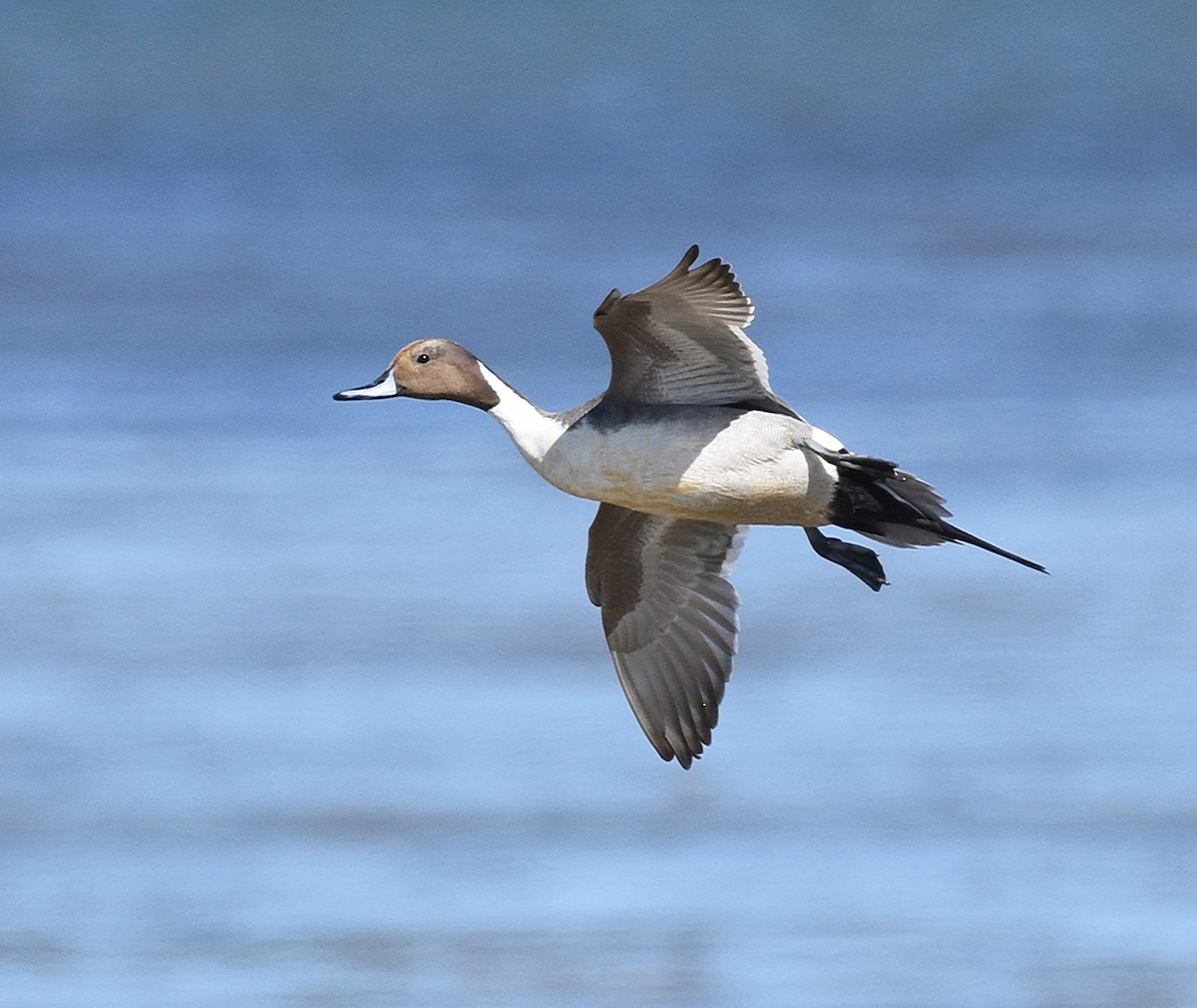 Northern Pintail - Steven Mlodinow