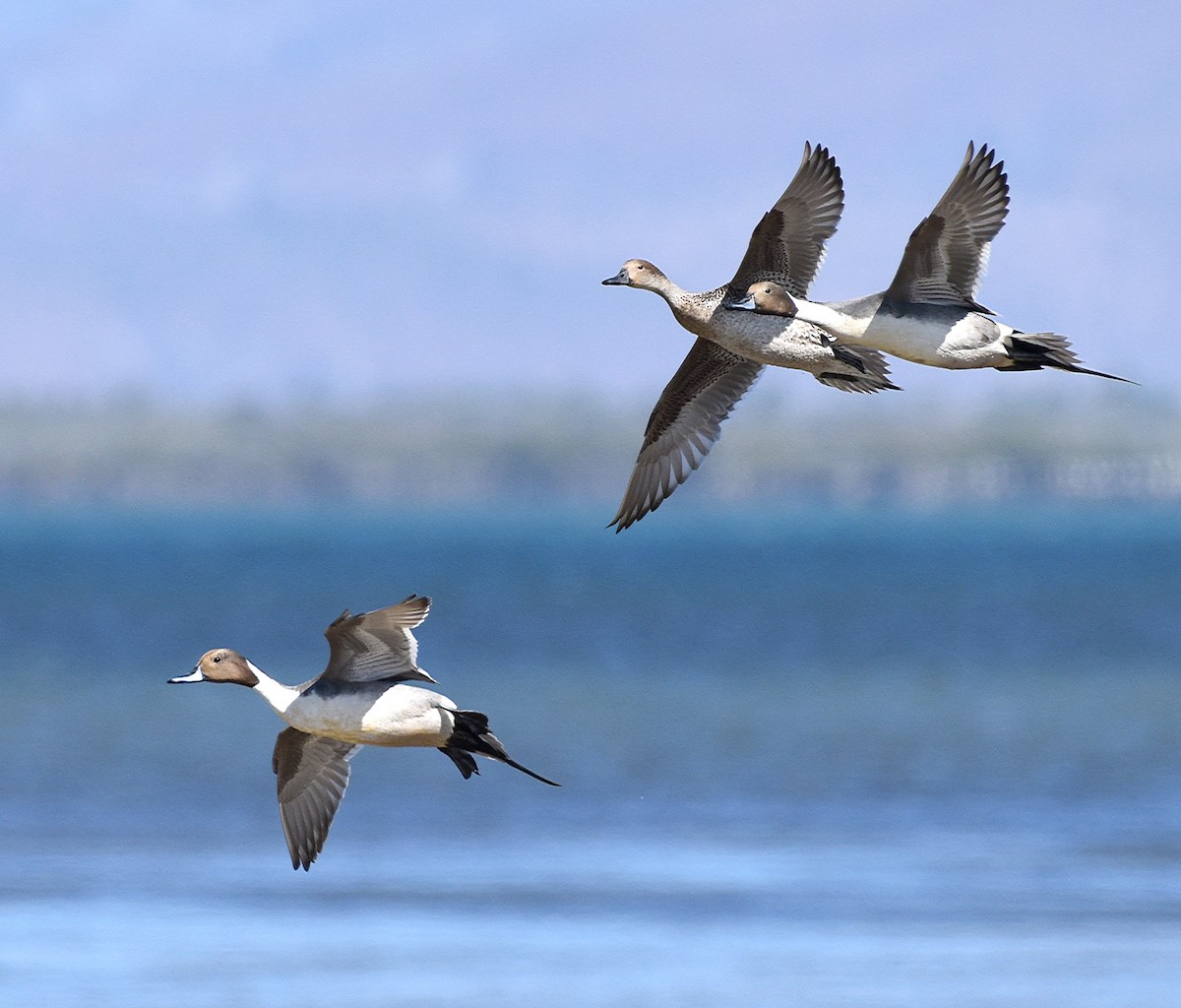 Northern Pintail - Steven Mlodinow