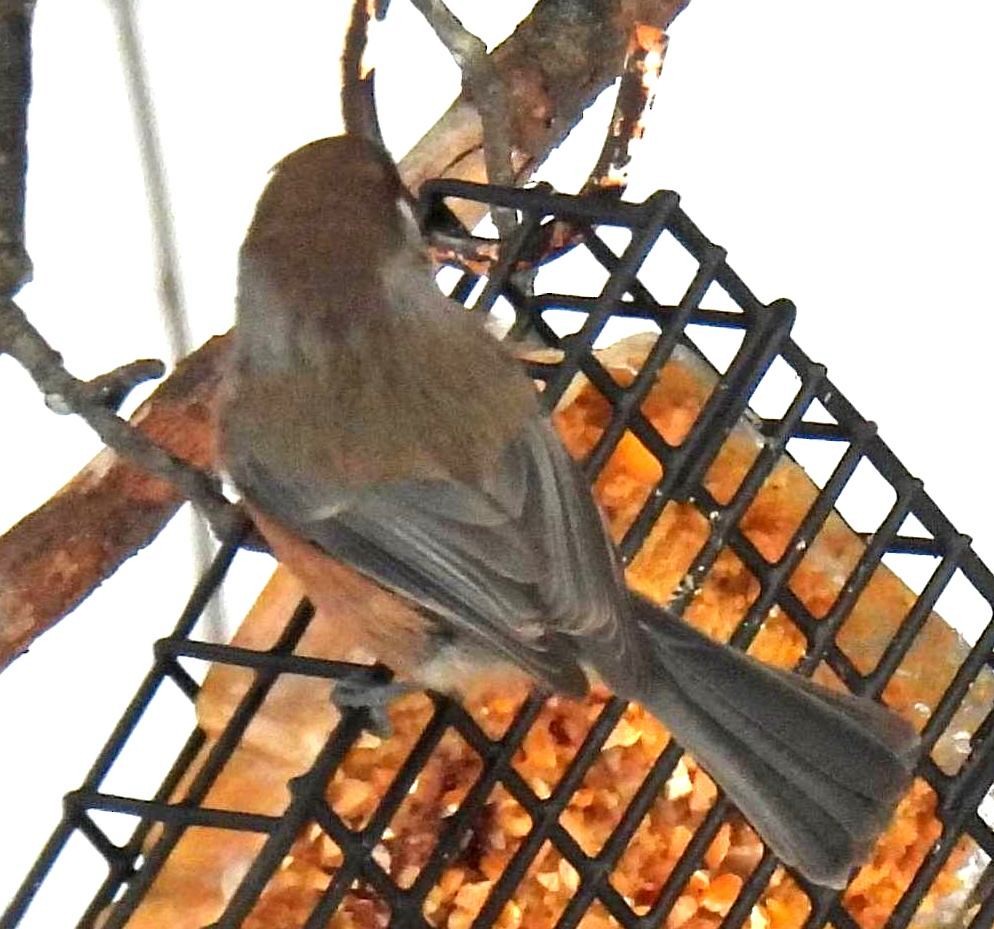 Boreal Chickadee - Josée Hatin