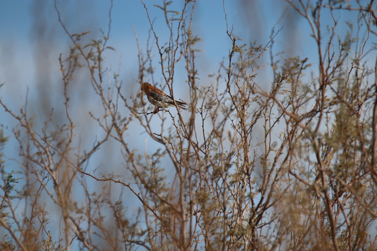 American Kestrel - ML530277211