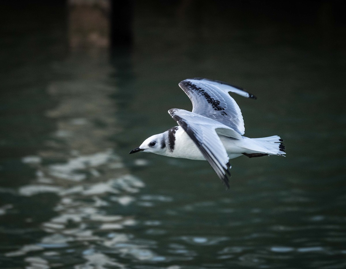 Black-legged Kittiwake - ML530277291