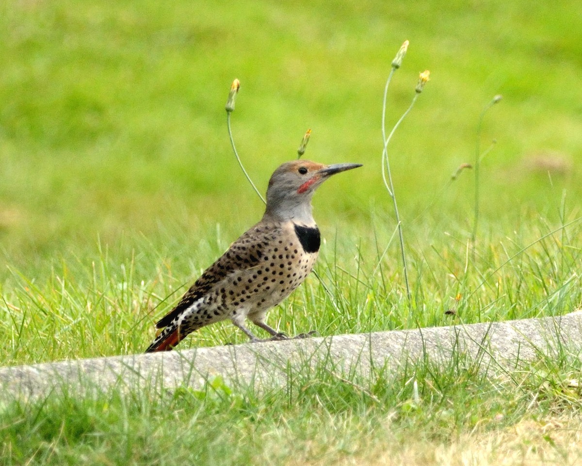 Northern Flicker (Red-shafted) - ML53027741