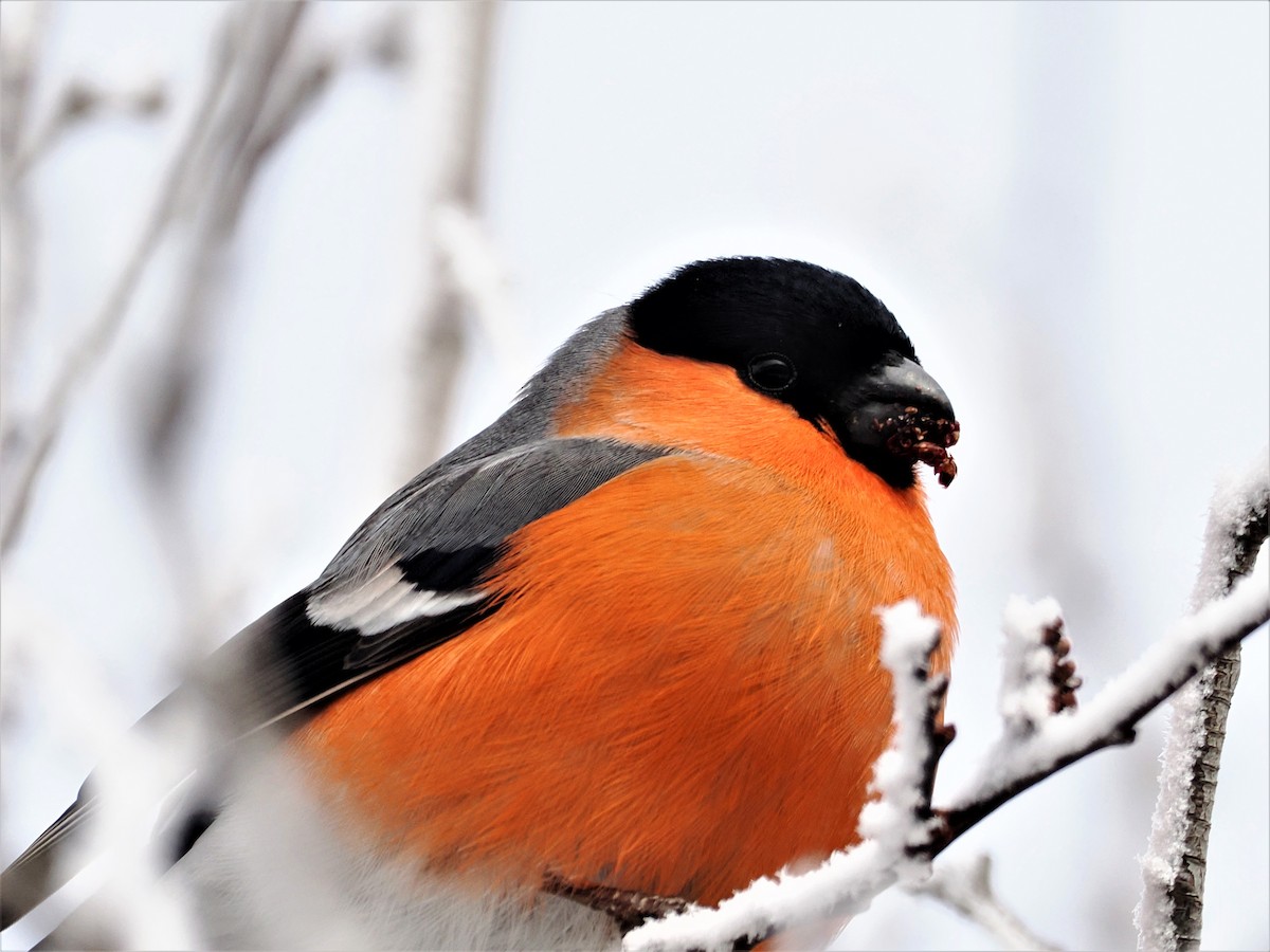 Eurasian Bullfinch - ML530277621